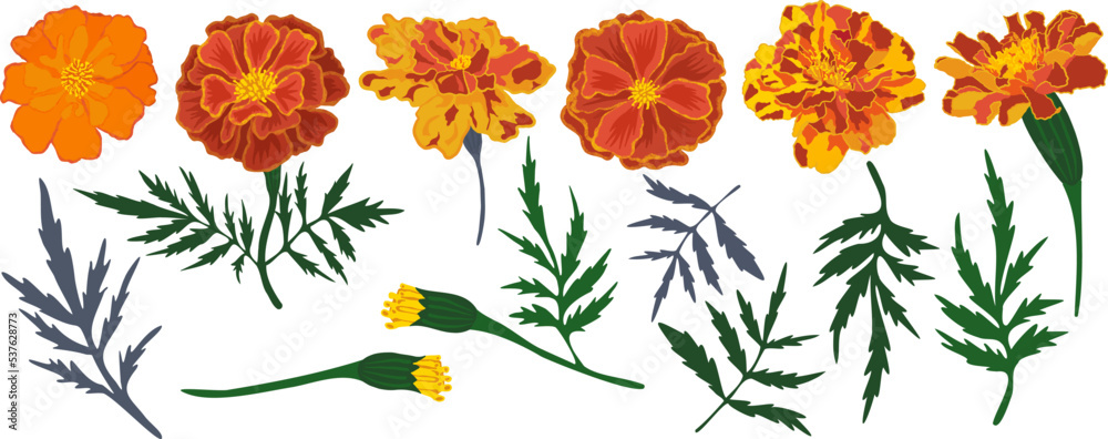 Vector set with marigolds flowers and leaves. Dia De Muertos. Catrina. The Mexican day of the Dead. Indian holiday Diwali. Halloween.