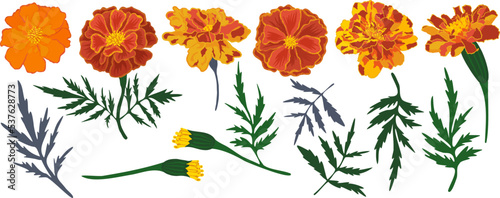 Vector set with marigolds flowers and leaves. Dia De Muertos. Catrina. The Mexican day of the Dead. Indian holiday Diwali. Halloween.