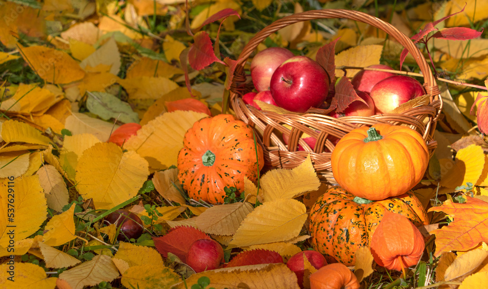 Harvest of pumpkins and apples in yellow autumn leaves. Thanksgiving day concept. 