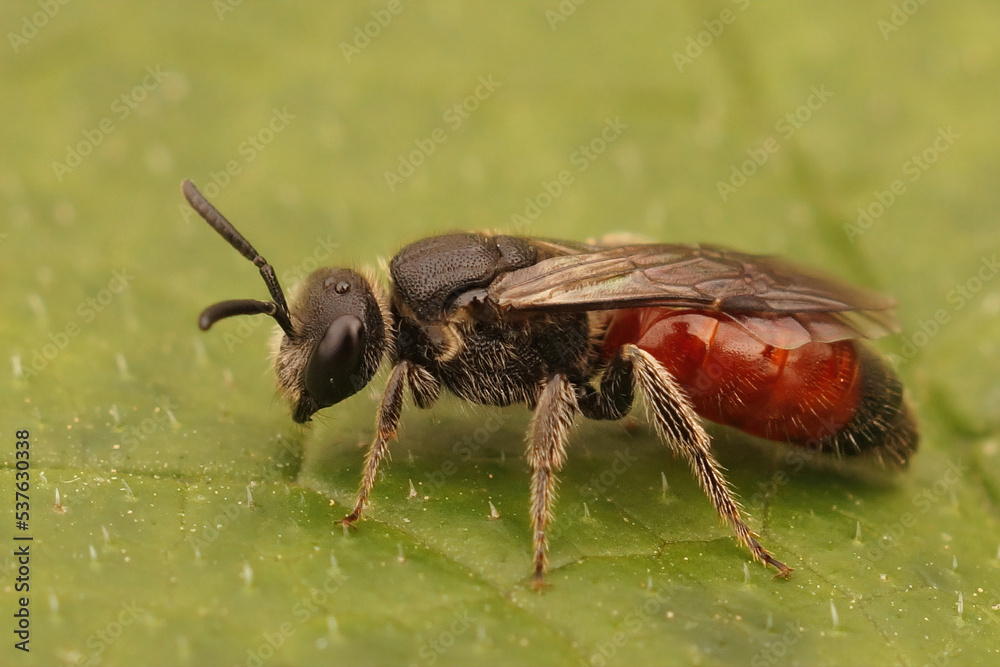 Closeup on a colorful, kleptoparasite White lipped blood bee, Sphecodes albilabris Closeup on a colorful, kleptoparasite White lipped blood bee, Sphecodes albilabris