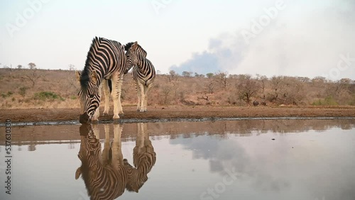 Zebras visit a water hole in late evening in South Africa