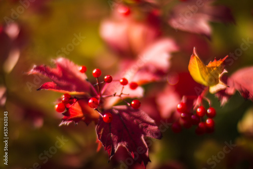 Tree branch with colorful autumn leaves and red berries close-up. Autumn background. Beautiful natural strong blurry background with copyspace