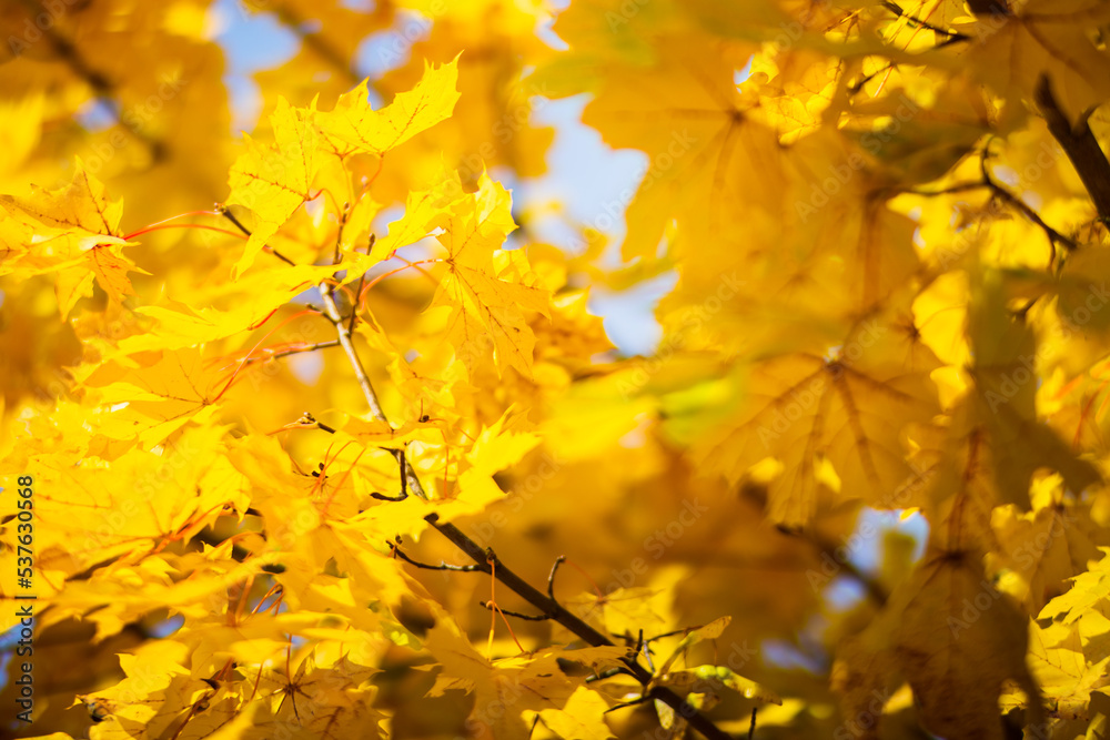 Tree branch with colorful autumn leaves close up. Autumn background. Beautiful natural strong blurry background with copyspace