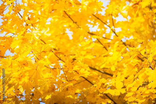 Tree branch with colorful autumn leaves close up. Autumn background. Beautiful natural strong blurry background with copyspace