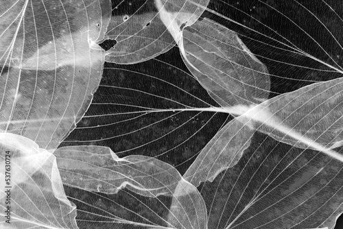 macro texture of autumnal dried leaves