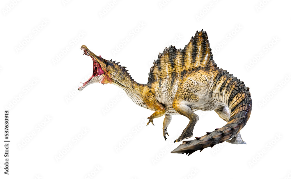 Fototapeta premium dinosaur , spinosaurus isolated background
