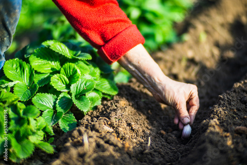 Planting agricultural seeds of garlic on a bed in the garden. Cultivated land close up. Gardening concept. Agriculture plants growing in bed row