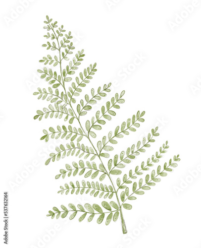 Watercolor green bracken. Hand-drawn illustration isolated on the white background