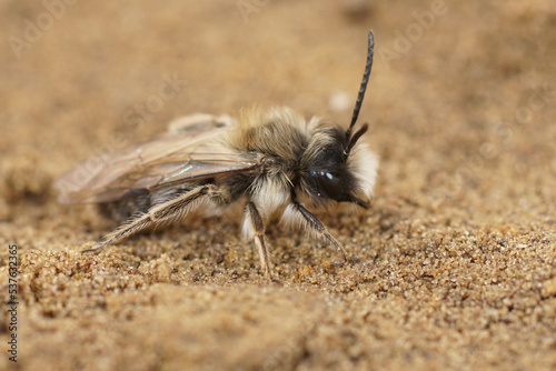 Closeup on a male of the Ashy mining bee, Andrena cineraria sitting on the ground photo
