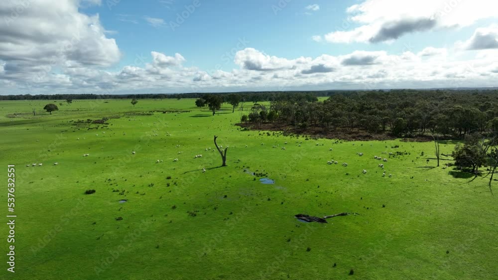 cows on a hill, agriculture agronomy accessing plant growth and soil health science in a field by a student scientist at university in australia in spring cows on a hill, agriculture agronomy accessing plant growth and soil health science in a field by a student scientist at university in australia in spring