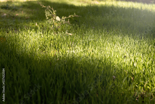 Lawn of green grass on which the rays of the sun fall