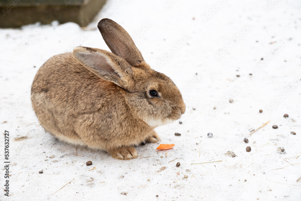 Cute rabbit winter in the snow, snowdrifts, fluffy snow.Rabbit in farm. Lovely and lively bunny in nature with happiness. Young animal.2023 is the year of the rabbit. Cute rabbit winter in the snow, snowdrifts, fluffy snow.Rabbit in farm. Lovely and lively bunny in nature with happiness. Young animal.2023 is the year of the rabbit.