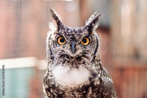 Εκτύπωση καμβά Closeup of an African spotted owl (Africanus Bubo) staring intently at the camer