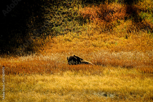 Yellowstone Bison © Devon