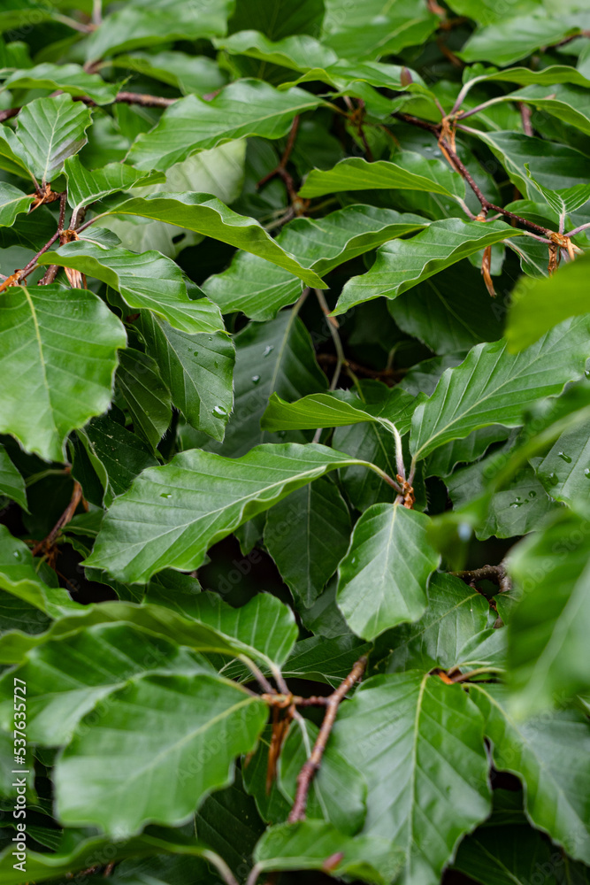 leaves of grapes