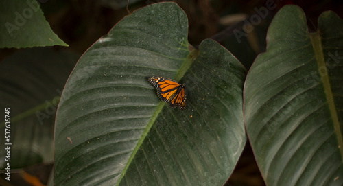 Beautiful orange butterfly sits on plant leaf.