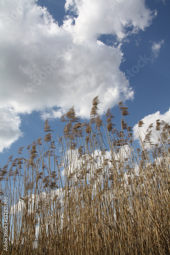 dry reeds sway on the blue sky photo