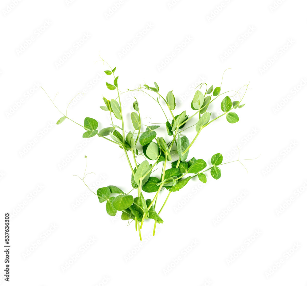 Pea Leaf Isolated, Green Fresh Legumes Leaves, Pea Sprouts