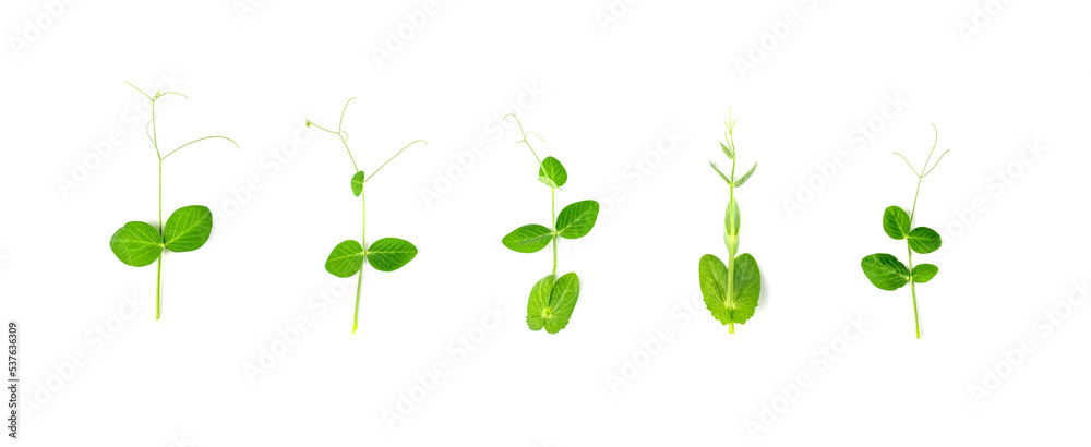 Pea Leaf Isolated, Green Fresh Legumes Leaves, Pea Sprouts