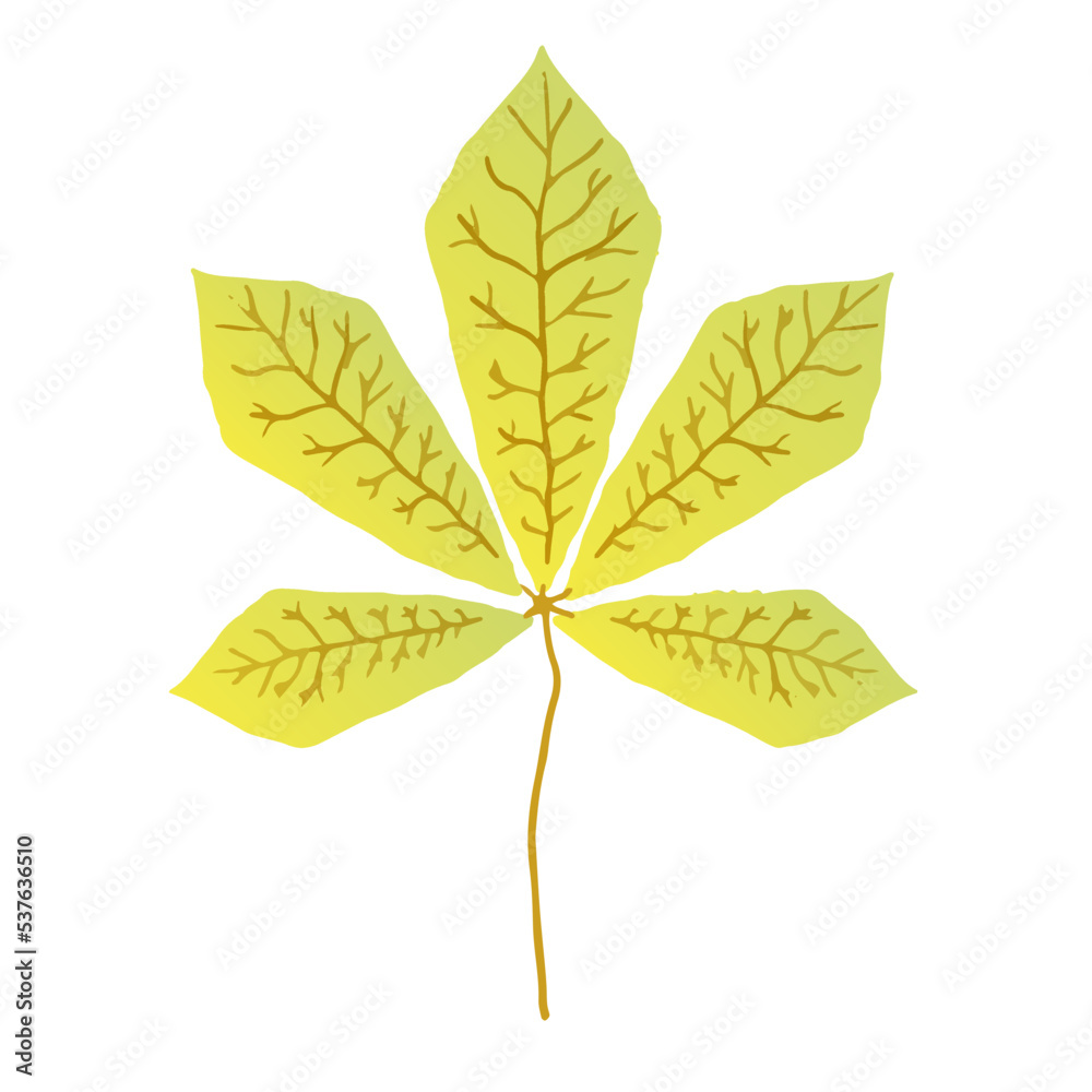 Horse Chestnut Leaf Illustration. Autumn Leaf Edition of Graphic