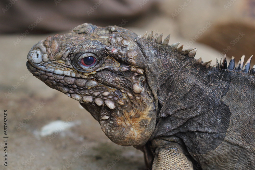 The Cuban rock iguana, Cuban ground iguana, Cuban iguana (Cyclura nubila) male in a natural habitat The Cuban rock iguana, Cuban ground iguana, Cuban iguana (Cyclura nubila) male in a natural habitat