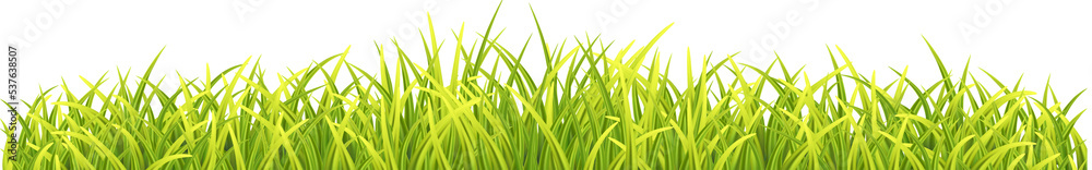 Fototapeta premium Gren Fresh Grass Border. Photo Realistic Blades illustration. Front View
