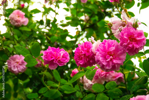 Fototapeta Naklejka Na Ścianę i Meble -  Lovely and romantic blooms of the Tea rose  in the garden