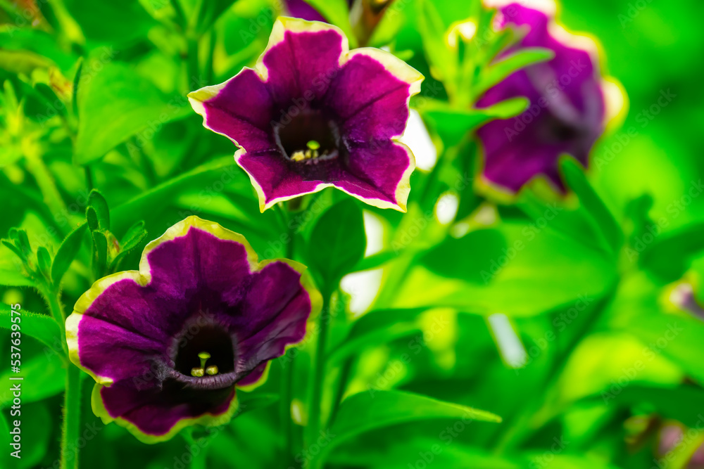 Fototapeta premium closeup violet Petunia flowers in the garden