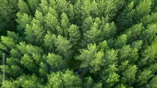 Top view of tops of coniferous forest in summer. Clip. Beautiful coniferous forest with green trees. Dense wild forest with coniferous trees in summer photo
