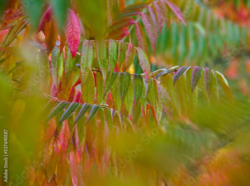 Przebarwione liście sumak octowiec