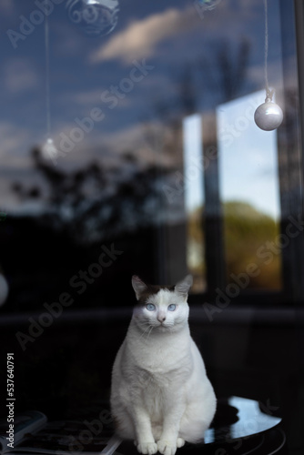 Chat derrière une vitre photo