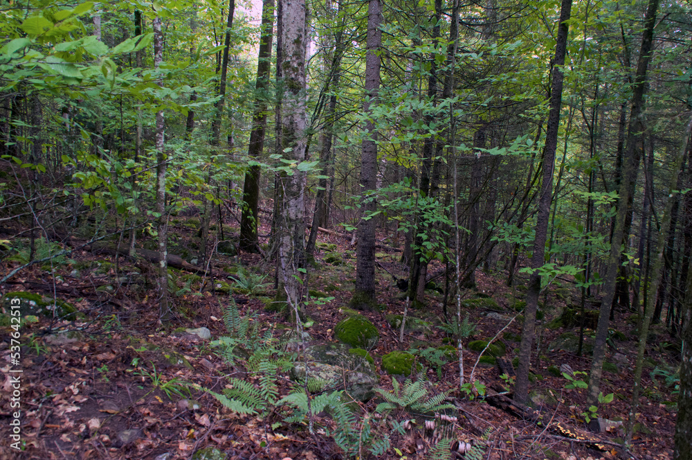 Beautiful nature image of boreal forest wilderness showing various ...