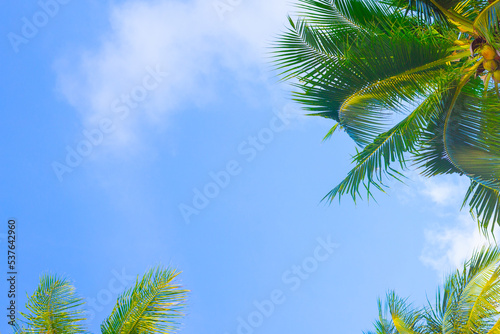 Blue sky background with growing palm leaves. tropical background for text, template with copy space