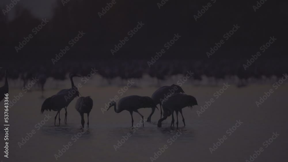 Common Birds Crane In The Hortobagy Hungary Common Birds Crane In The Hortobagy Hungary