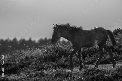 Wild horses in the mountains enjoying the summer 