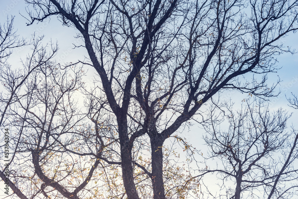 Tree branches in the city park. Tree branches in the city park.
