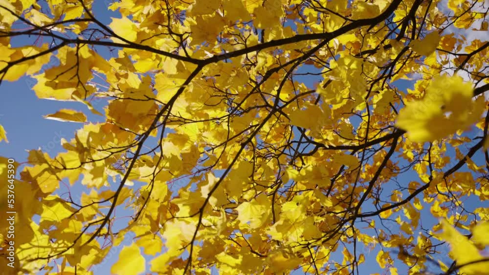 Bright yellow maple leaves on a branch sway in the wind on a sunny autumn day. Bright yellow maple leaves on a branch sway in the wind on a sunny autumn day.