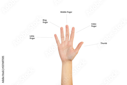 Mano de mujer mostrando sus cinco dedos con nombres sobre un fondo blanco liso y aislado. Vist de frente y de cerca. Copy space photo