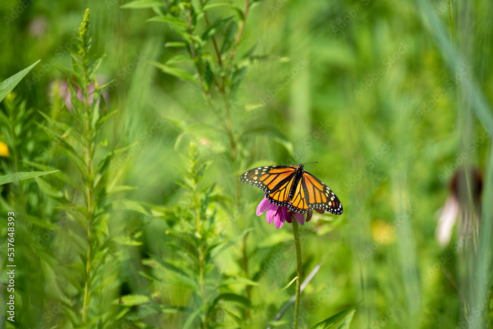 Monarch Butterfly On Prairie Flowers In July Monarch Butterfly On Prairie Flowers In July