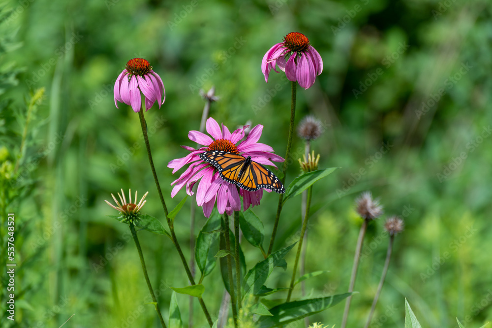 Obraz premium Monarch Butterfly On Prairie Flowers In July