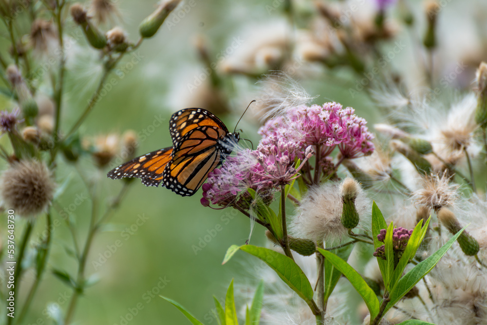 Monarch Butterfly On Prairie Flowers In July Monarch Butterfly On Prairie Flowers In July