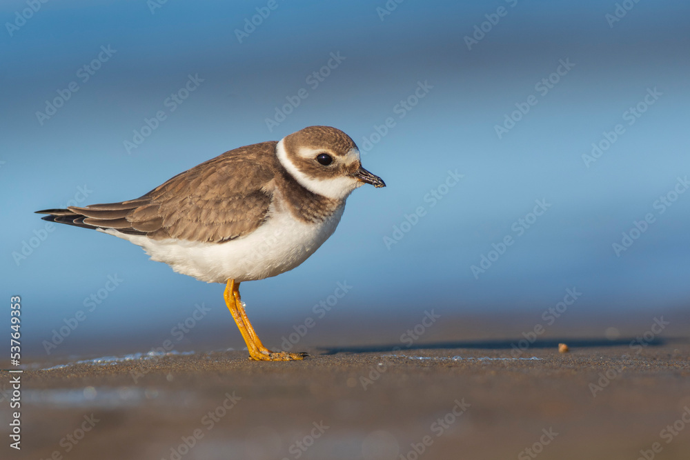 A common ringed plover (Charadrius hiaticula) on a beach A common ringed plover (Charadrius hiaticula) on a beach
