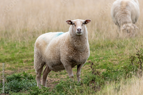 A sheep grazing in the field.