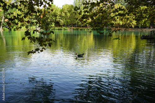 birds swimming in the lagoon