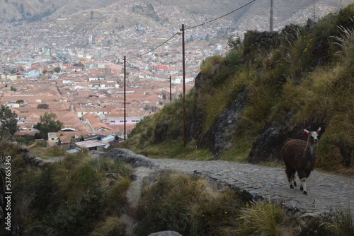 Llama on Road