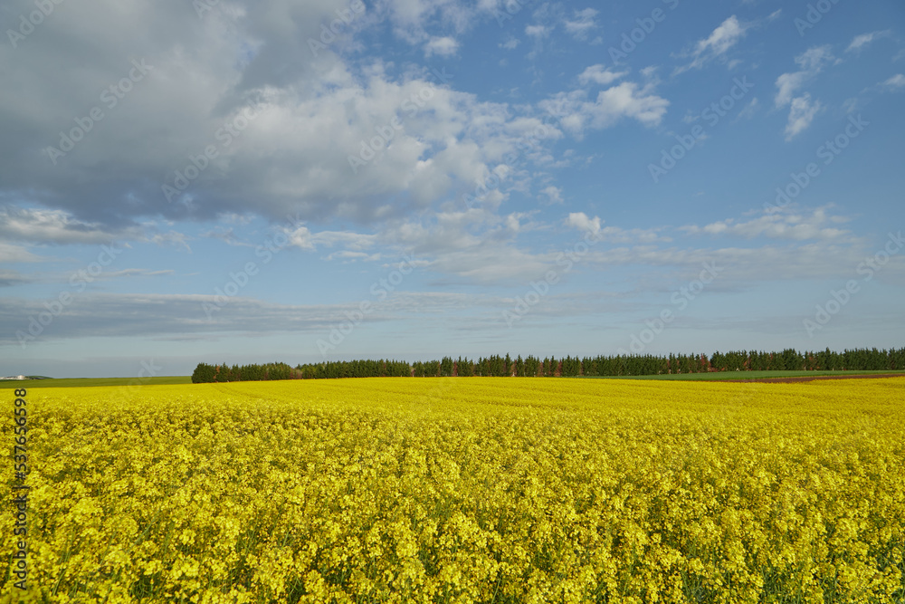 Yellow Fields Yellow Fields