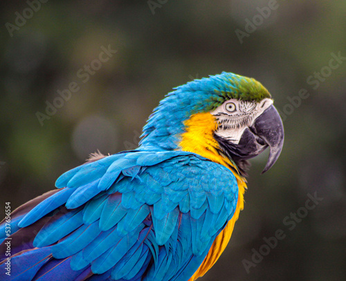 blue and yellow macaw