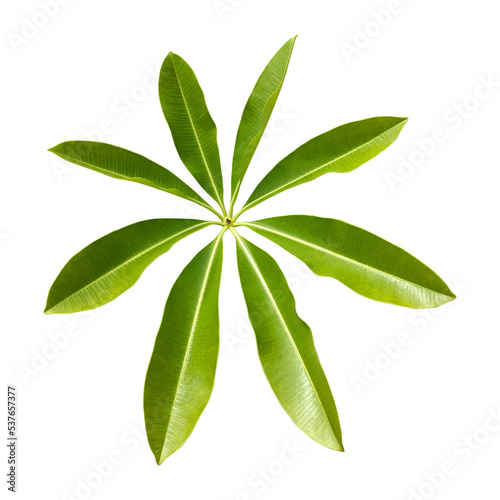 Alstonia scholaris leaves isolated on transparent background