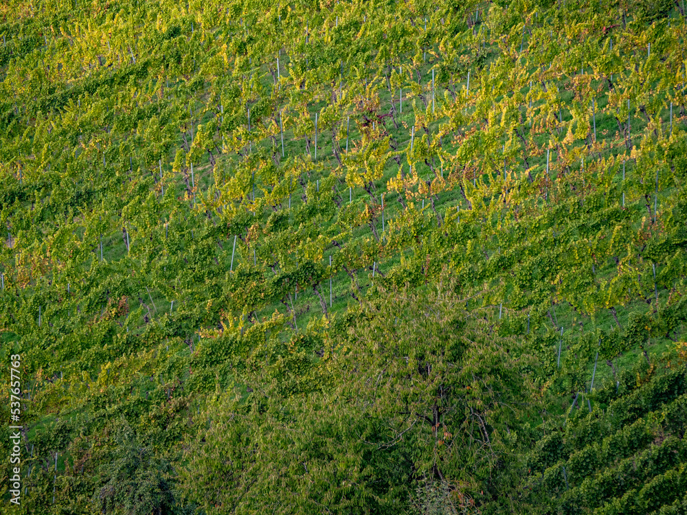 Weinberge im Herbst Weinberge im Herbst