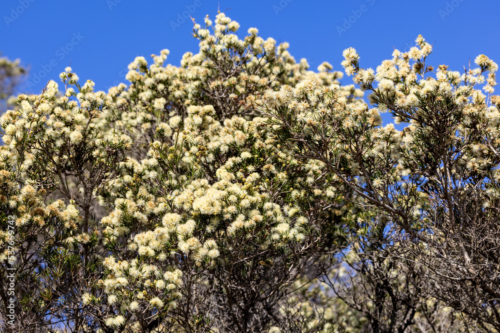 Prickly Moses wattle tree in flower